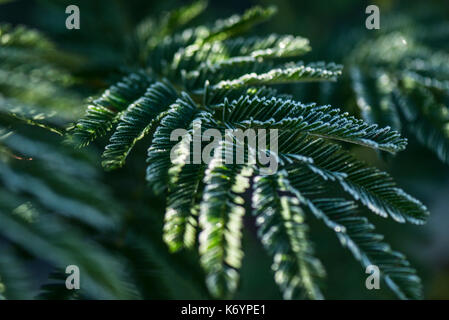 Nahaufnahme der Frost bedeckt Blatt eines Acacia dealbata Stockfoto
