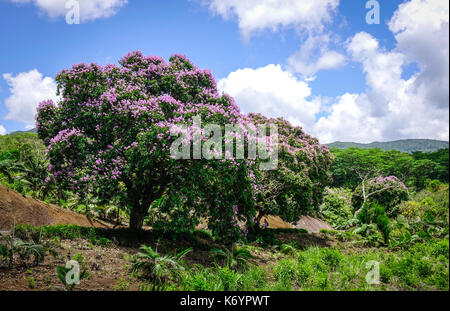 Lagerstroemia indica Blumen blühen am Botanischen Garten im Frühling. Stockfoto