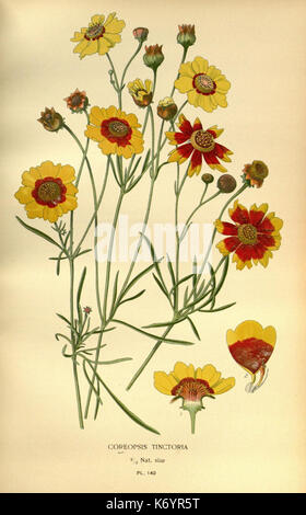 Lieblingsblumen von Garten und Gewächshaus (10575170493) Stockfoto