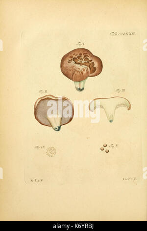 Fungorum qui in Bayern et Palatinatu circa Ratisbonam nascuntur Icones, nativis expressae coloribus (10314925723) Stockfoto