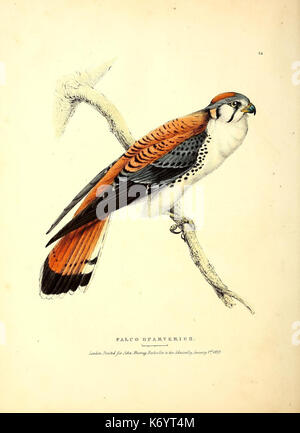 Fauna boreali Americana, oder, um die Zoologie der nördliche Teil von Südamerika (9517194850) Stockfoto