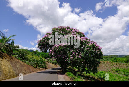 Lagerstroemia indica Blumen blühen auf nationaler Park im Frühling. Stockfoto
