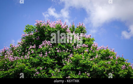 Lagerstroemia indica Blumen unter blauen Himmel im Frühling. Stockfoto