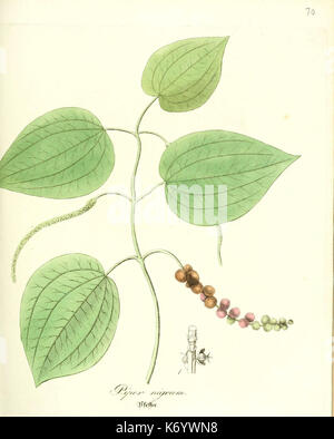 Flora Medica, oder, siehe Abb. der wichtigsten officinellen Pflanzen (PL. 070) (6031984333) Stockfoto
