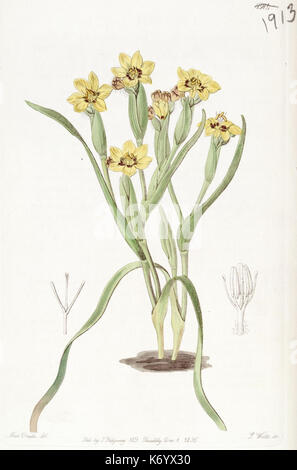 Diese botanische Illustration aus Edwards's Botanical Register (1914) zeigt einen handkolorierten Kupferstich von Zierpflanzen aus England des 19. Jahrhunderts. Die Arbeit spiegelt die botanische Exploration und Pflanzeneinführung dieser Zeit wider. Stockfoto