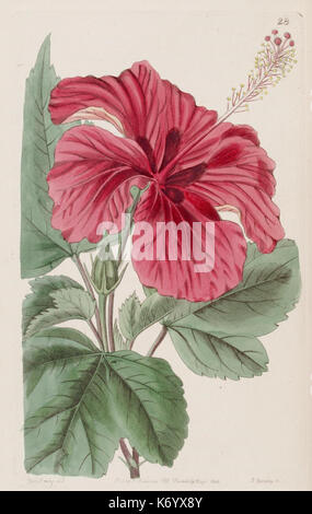 Dieser handkolorierte Kupferstich aus der Ausgabe 1829 des Edwards’s Botanical Register zeigt eine Pflanzenart und zeigt botanische Illustrationstechniken des 19. Jahrhunderts. Es handelt sich um eine detaillierte Darstellung von Pflanzenarten mit Schwerpunkt auf ihren ornamentalen Merkmalen als Teil der Bemühungen, neue Pflanzen in die botanische Wissenschaft einzuführen. Stockfoto