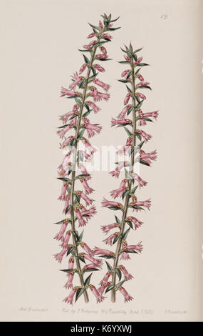 Eine botanische Illustration aus „Edwards's Botanical Register“ (1829) mit einem handkolorierten Kupferstich einer Pflanzenart, die botanische Kunst aus dem 19. Jahrhundert zeigt. Stockfoto