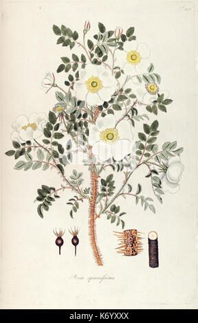 Fragmenta Botanica, Figuris coloratis illustrata (T. 124) (7943786596) Stockfoto