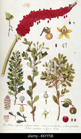 Fragmenta Botanica, Figuris coloratis illustrata (T. 1) (7943663494) Stockfoto