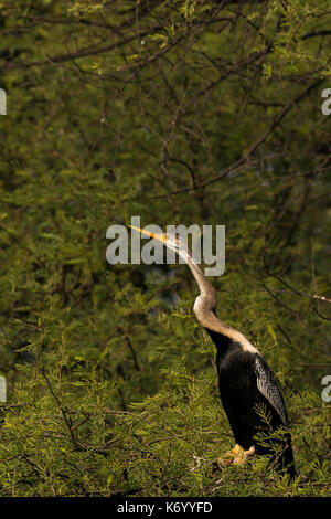 Darter aka snakebird Sitzen auf einem Baum Stockfoto