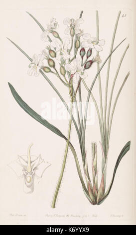 Diese Illustration aus Edwards's Botanical Register, Plate 41, veröffentlicht 1829, zeigt einen handkolorierten botanischen Stich. Das Bild zeigt eine detaillierte Untersuchung von Pflanzen, typisch für botanische Werke des 19. Jahrhunderts. Dieser Stich ist Teil der Sammlung des Missouri Botanical Garden. Stockfoto