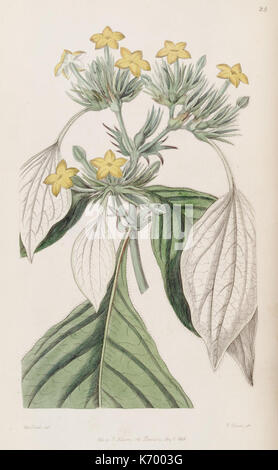 „Edwards's Botanical Register“ (Platte 24) aus dem Jahr 1829 zeigt detaillierte Gravuren von Pflanzen. Der handkolorierte Kupferstich repräsentiert die britische Botanik und dient als bedeutender historischer botanischer Nachweis. Stockfoto