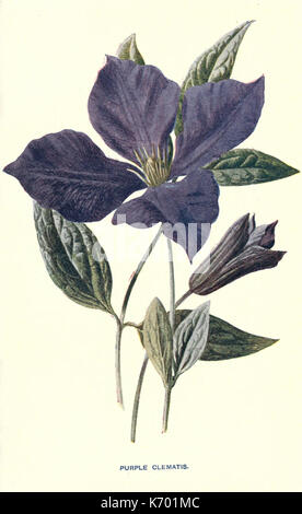 Vertraute Garten Blumen (Platte 36) (7402426254) Stockfoto