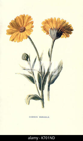 Vertraute Garten Blumen (Platte 16) (7402392746) Stockfoto