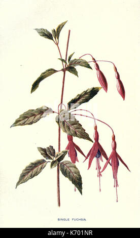 Vertraute Garten Blumen (Platte 8) (7402380846) Stockfoto