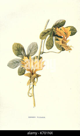 Vertraute Garten Blumen (Platte 5) (7402376468) Stockfoto