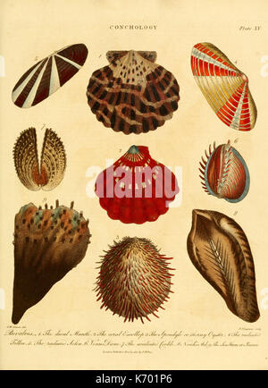 Enzyklopädie londinensis, oder, Universal Wörterbuch der Künste, der Wissenschaften und der Literatur (PL. XV) (6045159291) Stockfoto