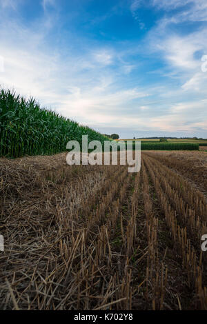 Geerntete Bereich der Körner zwischen grünen Feldern von Mais im Sommer mit blauem Himmel Stockfoto
