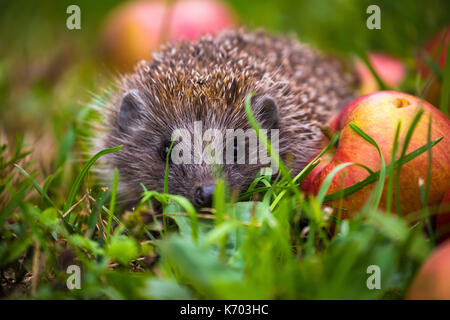 Igel und aplles in Blick in die Natur, die Tier- und Pflanzenwelt Portrait von Erinaceus europaeus Stockfoto