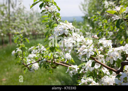 Ein Obstgarten mit blühenden weißen Apple blühen Bäume Stockfoto
