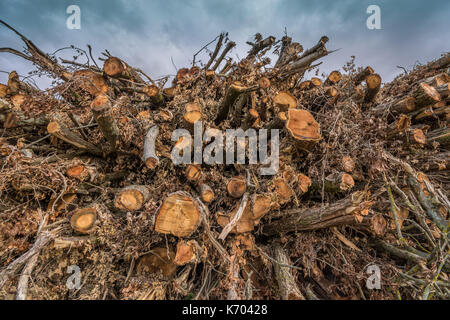 Große Stapel von Sturm - beschädigte Bäume - Frankreich. Stockfoto