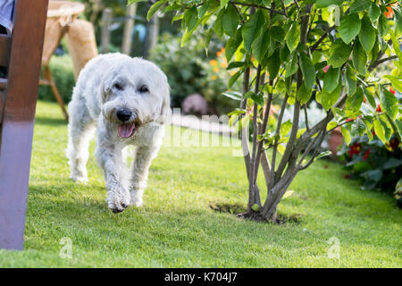 Schön und verspielt weiß behaarten Wheaten Terrier läuft gerne rund um den Garten Stockfoto