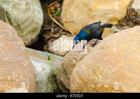 Eine gemeinsame grackle mit gelben Augen und skillernden blauen Federn steht auf einem Felsen in der Nähe von Wasser in Culver, Indiana, USA Stockfoto