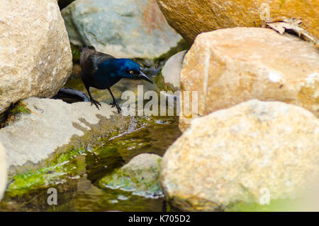 Eine gemeinsame grackle mit gelben Augen und skillernden blauen Federn steht auf einem Felsen in der Nähe von Wasser in Culver, Indiana, USA Stockfoto