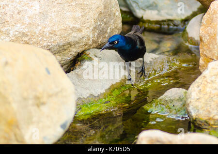 Eine gemeinsame grackle mit gelben Augen und skillernden blauen Federn steht auf einem Felsen in der Nähe von Wasser in Culver, Indiana, USA Stockfoto
