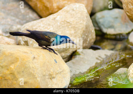 Eine gemeinsame grackle mit gelben Augen und skillernden blauen Federn steht auf einem Felsen in der Nähe von Wasser in Culver, Indiana, USA Stockfoto