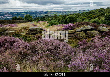 Lila Heidekraut und Yorkshire stone wall bleibt auf Shipley Glen, Yorkshire, England Stockfoto