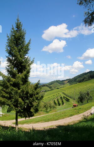 Blick über Reben auf Bottenau, Ortenberg im Ortenaukreis, Schwarzwald Stockfoto