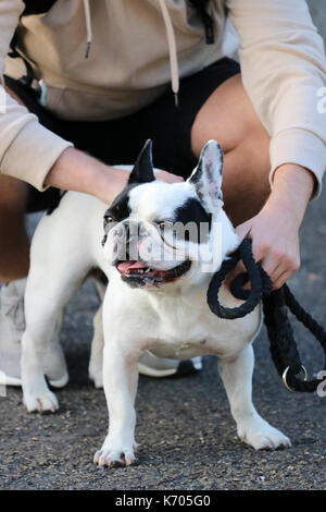 Schwarze und Weiße Französische Bulldogge auf einem Spaziergang mit den jungen Mann in seinen frühen Zwanzigern Stockfoto