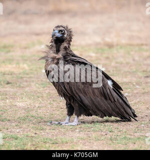 Mönchsgeier Stockfoto