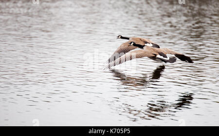 Flying kanadische Gänse, Nordamerika Stockfoto