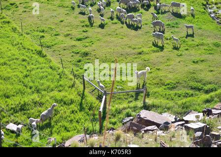 Berner Sennenhund Hirten eine große Herde von Schafen. Stockfoto