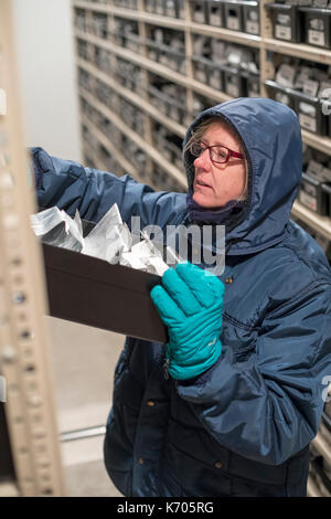 Fort Collins, Colorado - Amy Gurza, eine biologische Wissenschaft Techniker, sieht für Saatgut bei 0 Grad im Gefrierschrank aufbewahrt am nationalen Labor f Stockfoto