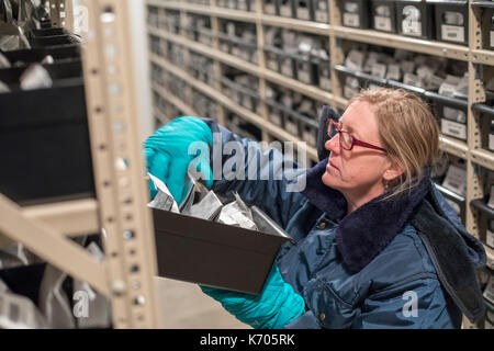 Fort Collins, Colorado - Amy Gurza, eine biologische Wissenschaft Techniker, sieht für Saatgut bei 0 Grad im Gefrierschrank aufbewahrt am nationalen Labor f Stockfoto