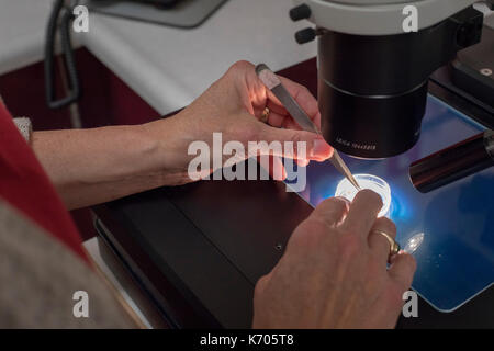 Fort Collins, Colorado - Das nationale Labor für Genetische Ressourcen Erhaltung, eine Einheit von der Abteilung für Landwirtschaft. Ein Techniker bewertet. Stockfoto