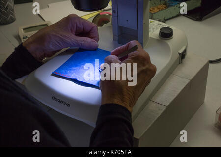 Fort Collins, Colorado - Das nationale Labor für Genetische Ressourcen Erhaltung, eine Einheit von der Abteilung für Landwirtschaft. Ein Techniker prüft Stockfoto