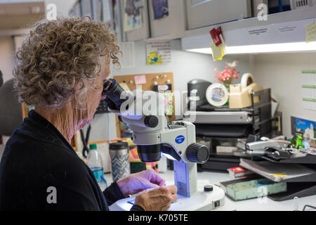 Fort Collins, Colorado - Das nationale Labor für Genetische Ressourcen Erhaltung, eine Einheit von der Abteilung für Landwirtschaft. Sue Varela, eine biologische Stockfoto