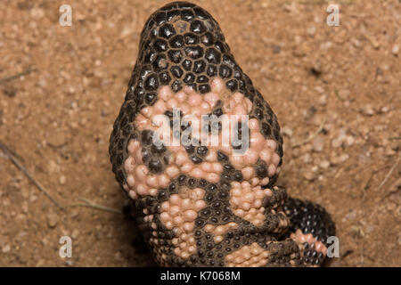 Gila Monster (Heloderma suspectum) aus Sonora, Mexiko. Stockfoto