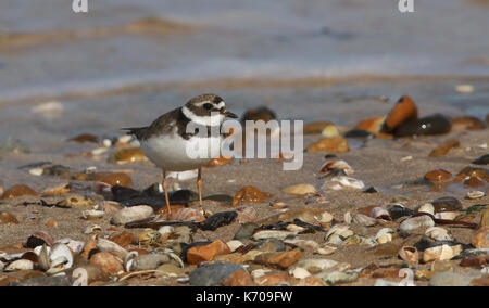 Ein hübscher Ringelpfeifer (Charadrius hiaticula) an der Küste bei Flut. Stockfoto