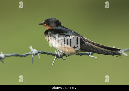 Eine Schwalbe (Hirundo rustica) auf einem Stacheldrahtzaun. Stockfoto