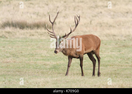 Ein Hirsch Rothirsch (Cervus elaphus) mit Bracken auf seinem Geweih während des Brunnens. Stockfoto