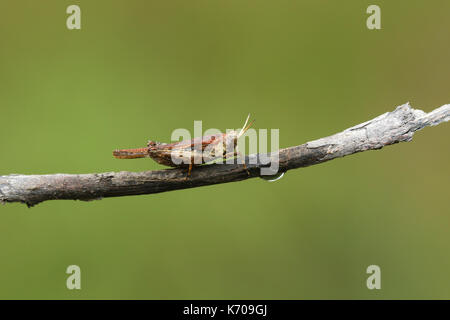 Ein schlanker Groundhopper (Tetrix subulata) auf einem Zweig. Stockfoto