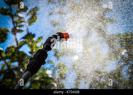 Besprühen der Blätter der Bäume gegen Schädlinge mit Chemikalien. Stockfoto