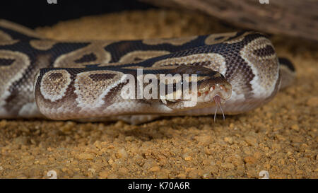 Nahaufnahme Foto von einem Pastell royal Python zusammengerollt mit seiner Zunge, die leicht auf der Suche nach rechts Stockfoto