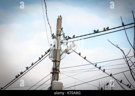 Viele Wald Vögel sitzen auf elektrische Drähte gegen den blauen Himmel. Stockfoto
