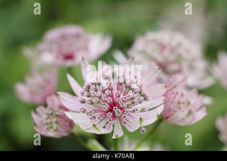 Astrantia major 'Buckland', ein Selbst - Aussaat mehrjährige, Blüte in einem Englischen Garten Grenze im Spätsommer, Großbritannien Stockfoto